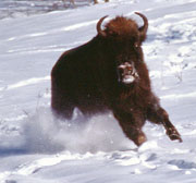 Bison Bison